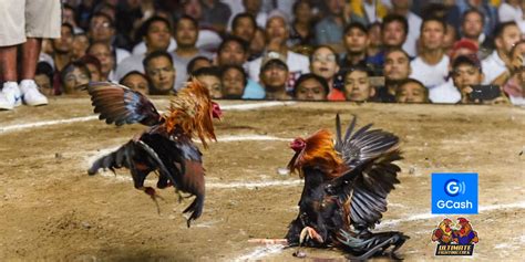 ufc sabong|Ultimate Fighting Cock .